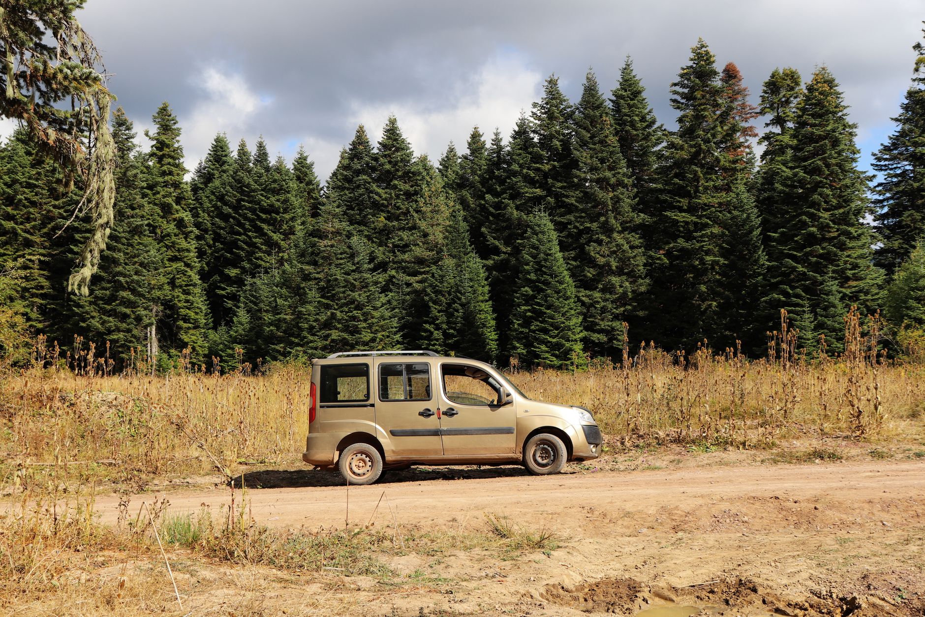 Auto na leśnej drodze gruntowej wśród gęstych drzew iglastych